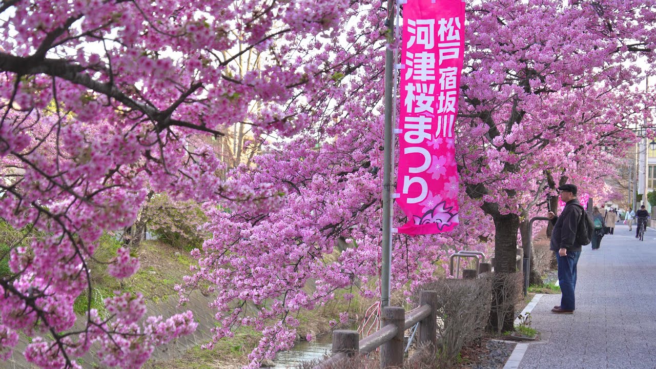 【4K】 一足早い春の訪れ｜松戸宿坂川河津桜まつり2026散歩さんぽ
