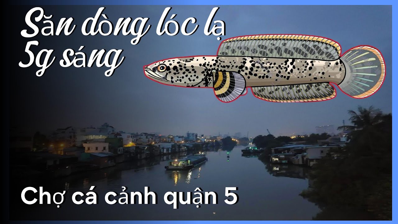 Bắt gặp cá lóc lạ ở chợ cá cảnh quận 5 #luuxuantin #aquarium #calockieng #channa #caloc #calocla
