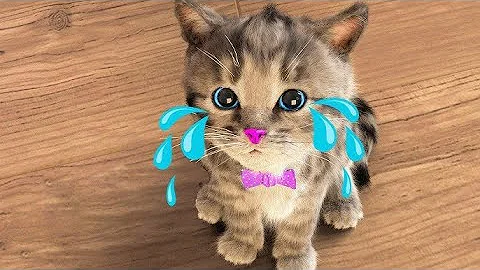 LITTLE KITTEN ADVENTURE - CARTOON KITTY AND ANIMAL FRIENDS ON THE ROAD - LONG SPECIA