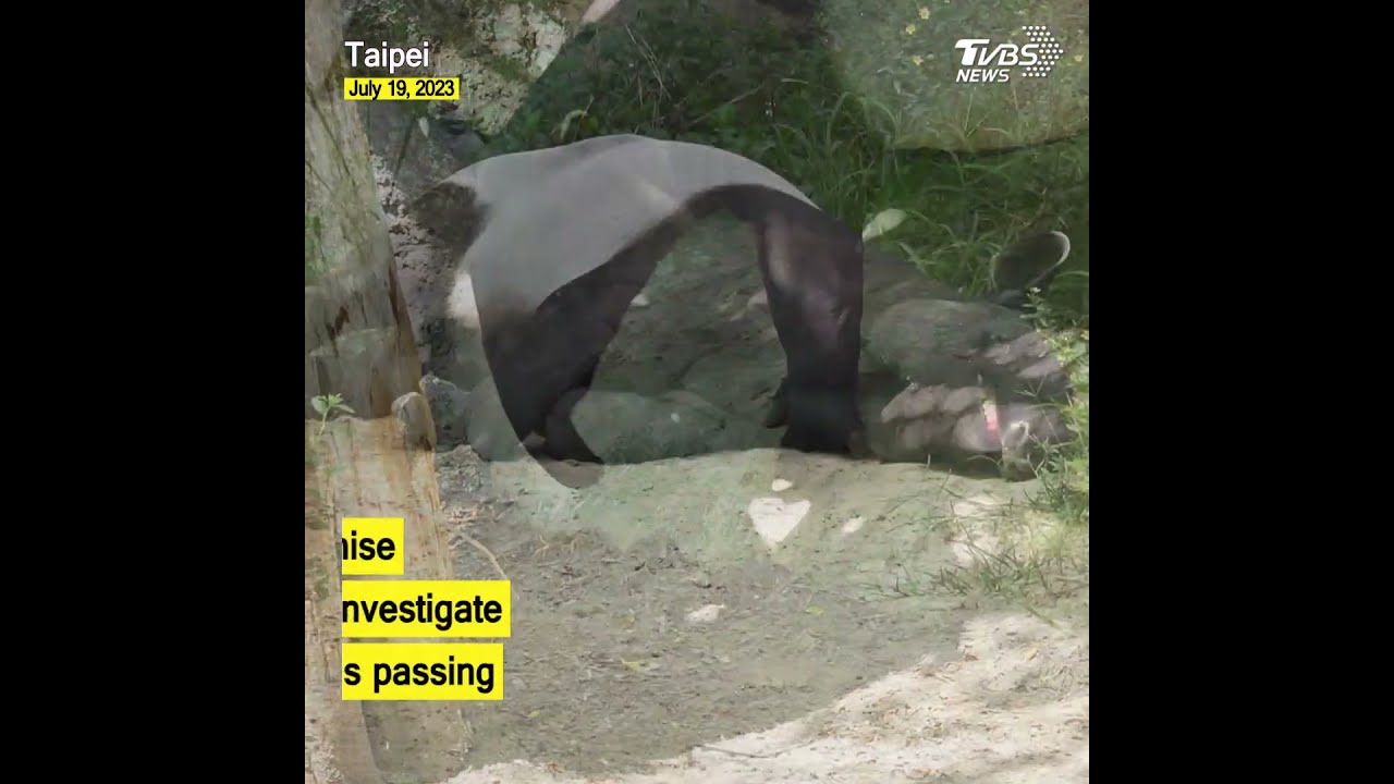 Heartbreak At Taipei Zoo As Malayan Tapir Moke Succumbs To Unknown Condition Shorts