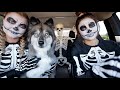 T-Rex Surprises Skeleton Girls & Puppy With Car Ride Chase!