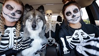 T-Rex Surprises Skeleton Girls Puppy With Car Ride Chase