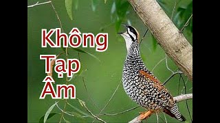 Tiếng chim đa đa mồi mới chuẩn nhất hiện nay không tạp âm!
