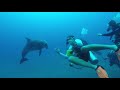Human & Dolphin Reunited After Five Years