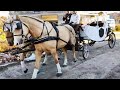 КАРЕТНИЙ ДВІР/HORSES RIDE IN A  CARRIAGE/Коні Ваговози/Коні в Україні