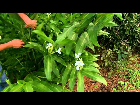 Video: Butterfly Ginger Lily Care - Coltivazione di gigli di zenzero edichio