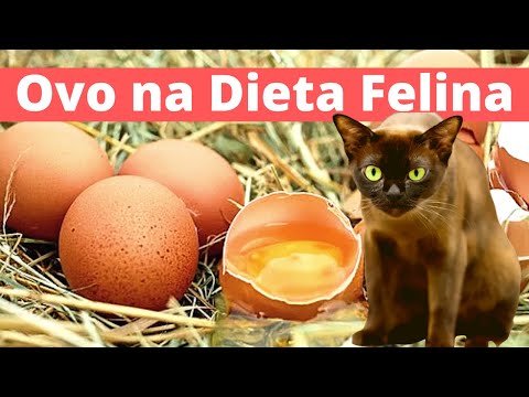 Vídeo: É Prejudicial Para Os Gatos Comer Ovos?