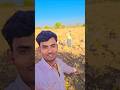 चाना कटिंग कर रहे !! #चना #trending #farming #agriculture #viral #shorts
