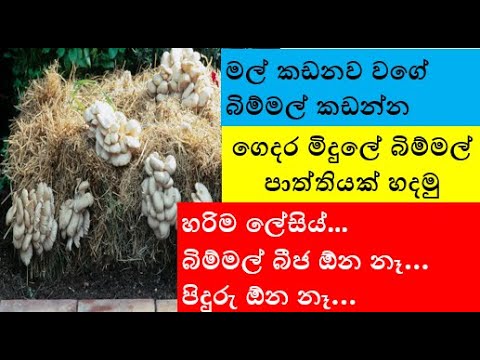 මල් කඩනව වගේ බිම්මල් කඩන්න ගෙදර මිදුලේ බිම්මල් පාත්තියක් හදමු - Let's Grow mushroom in the garden