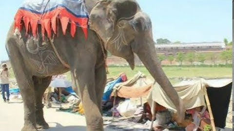 Raju The Elephant Who Was Held In Chains On The Streets Of India For 50 Years Rescued