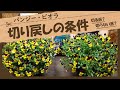 【知らないと後悔する!?】春のパンジー・ビオラ、切り戻しは『した方がいいの?』それとも『しない方がいいの?』様々な条件を詳しくお話します!実際に切り戻ししながら解説します♪