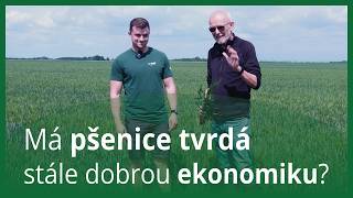 Pšenice tvrdá v metání. Daniel Kulhánek Agrossyn Klíčany a Jarda Mach vývoj výrobků Energen.