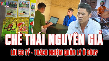 Chè Thái Nguyên giả thu Lời Gần 50 Tỷ - Trách nhiệm quản lý ở đâu?| TBL News
