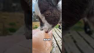 Kenapa Kambing Rela Manjat Tebing Demi Garam?