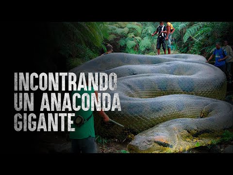 Video: Il serpente più grande del mondo. Anaconda