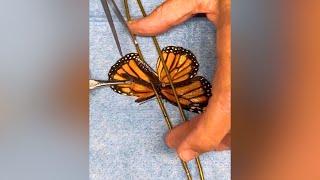 Wildlife leader explains viral butterfly wing transplant
