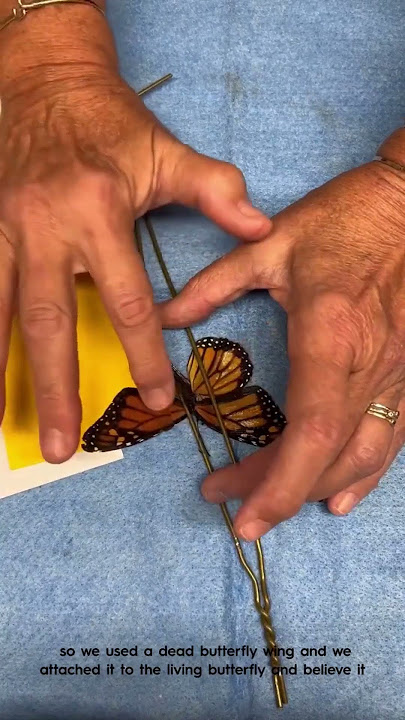 Wildlife leader explains viral butterfly wing transplant