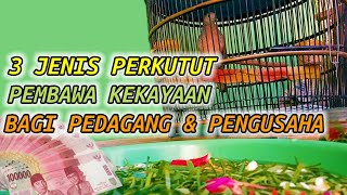 3 jenis perkutut pembawa kekayaan bagi pedagang & pengusaha