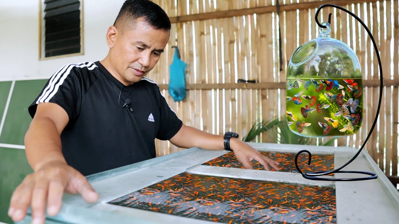GUPPY FISH & GOLDFISH FARMING│No Filter, No Airpump - How to Produce Thousands of Exotic Guppies!!