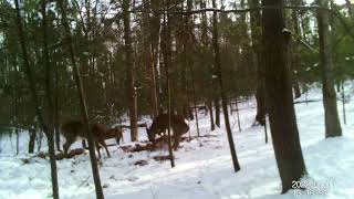 Whitetail Deer Bucks Butting Heads 1.11.2022 by PrettySlick2 77 views 2 years ago 22 seconds
