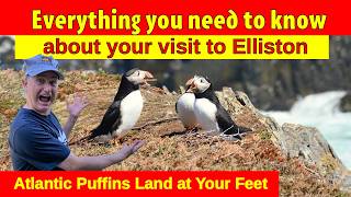 Atlantic PUFFIN Colony Elliston Newfoundland up Close