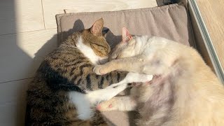 ニャンプロの後は仲良く眠る甘えんボーイズ😽 by むにふわ日記 5,140 views 1 month ago 3 minutes, 2 seconds