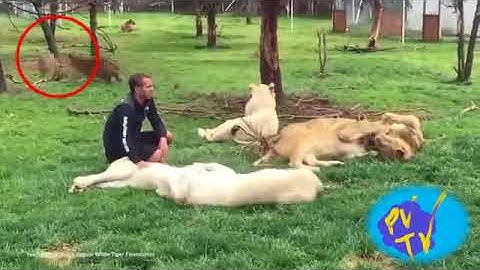 Leopard Attacks Zookeeper!!! Tiger Stops The Attack!