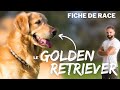 Race de chien golden retriever  caractre dressage comportement sant de ce chien de race