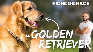 Quel poids doit faire un Golden Retriever ?