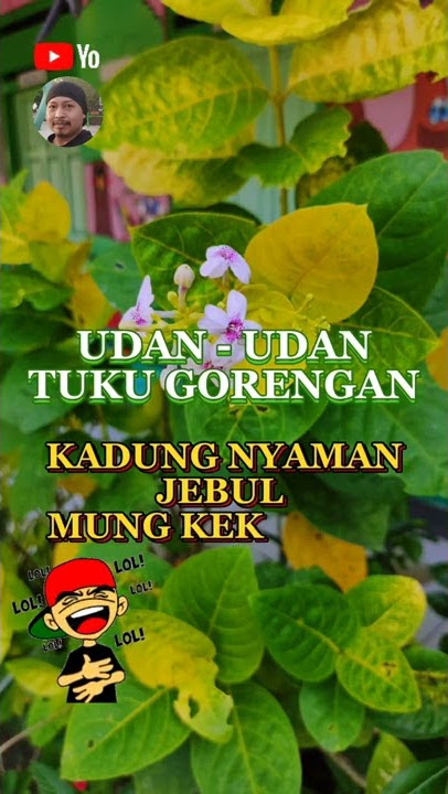 Story Jawa Lucu Bikin Sakit Perut || Story Hari Ini || Status Wa Keren