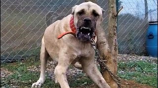 HASTA KÖPEĞE DOKUNURKEN DİKKAT EDECEKSİN YOKSA CEZANI KESER !! ( KANGAL İSTANBUL'DA 1 GÜN -VLOG )