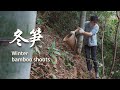 又到了挖冬笋的季节，简简单单挖一筐，太美味了| A variety of delicious winter bamboo shoots|杨大碗