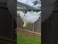 Living his best life #funnyanimals #funnyshorts #australia #funny #cockatoo #fyp #funnycute #haha
