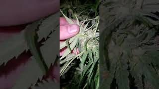 quick check on site 2. guerilla grow uk growing big buds