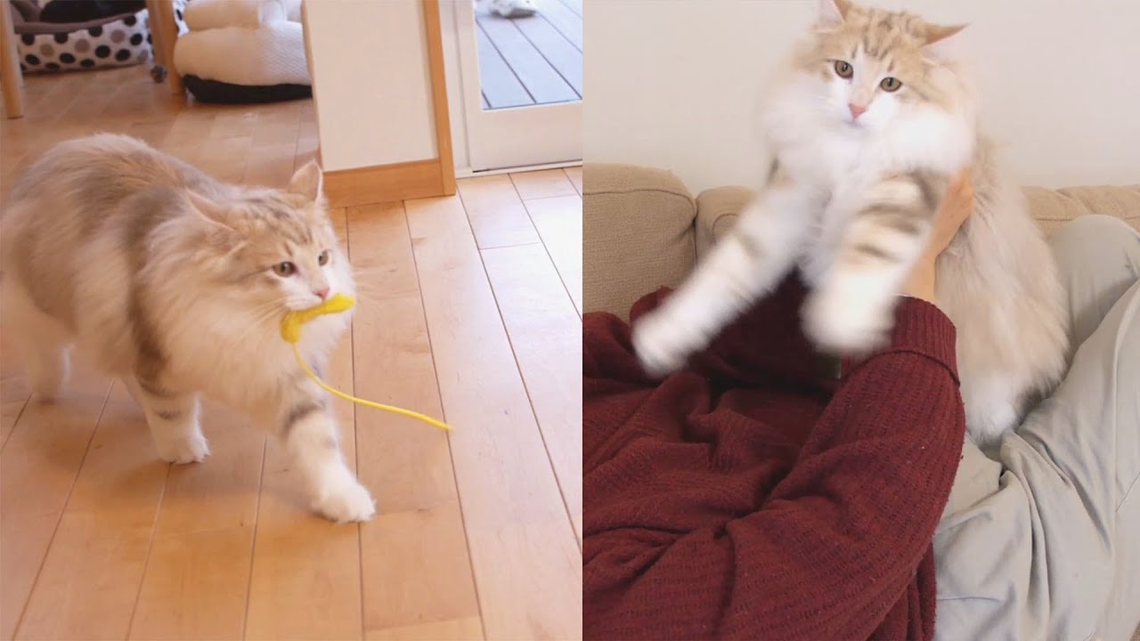 猫カフェ 横浜 A kitten challenged to the new performance