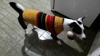 Fácil fazer blusa para seu Cachorro