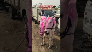 आदत खोंड जोडी 45 हजार मध्ये #viral #शेतकरी #cow #farming #shortsvideo #shorts #bull #बैलगाडा #नाद