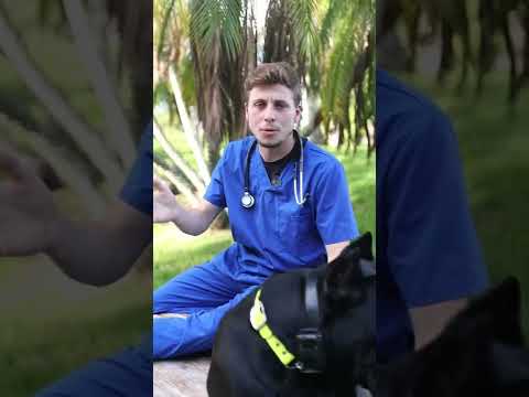 Video: Zašto ovaj veterinar mrzi Prong (zvani 