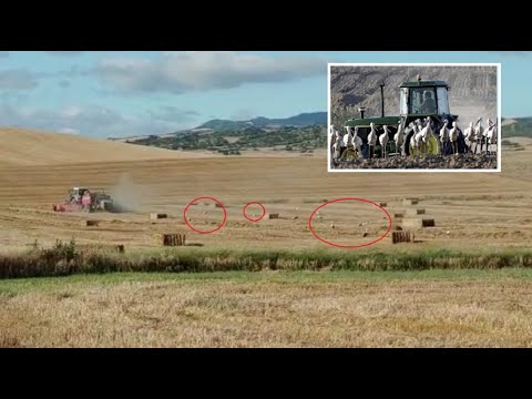 Graba a decenas de cigüeñas tras la cosechadora: «Las he visto comer lebratos, codornice y perdices»