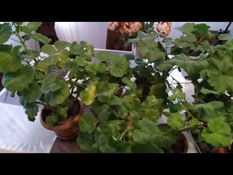 Video: Bağ ətirşahı Və Ya Pelargonium (Pelargonium) - Növlər, Becərmə