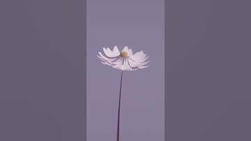 Procedural Flower Animation