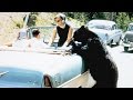 view Crazy Vintage Footage of Park Visitors Feeding Bears digital asset number 1