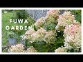 ノリウツギ♡夏に庭で咲く花～北海道/ガーデニング｜｜｜FUWA Garden｜｜｜