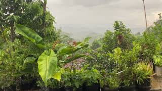 VIDEO BOKEH 1 MENIT Beautiful 😱