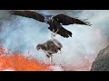 Crow Attacks Eagle Baby When Their Mother Leaves The Nest