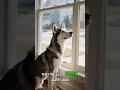 Alaskan Klee Kai Fun Facts #alaskankleekai #puppy #shortvideo #shorts #facts