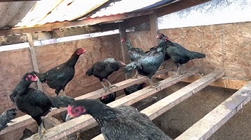 Los ￼￼ ￼snow loj heev xav g tau qaib nawb