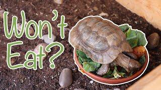 Tortoise NOT Eating? | Causes and Solutions