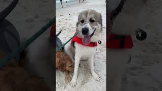 Dog beach Pensacola, Florida