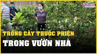 Những vụ trồng cây thuốc phiện trong vườn nhà lớn nhất Việt Nam | Vietnamnet